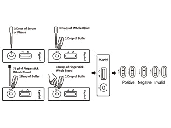 HELICOBACTER PYLORI PRÓF - faglegt - 24526
