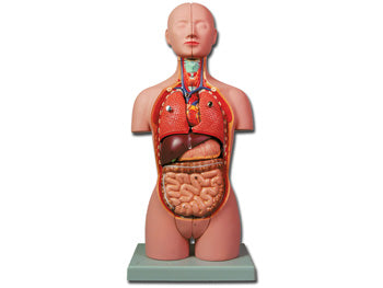 MINI TORSO - 16 parts - 40000