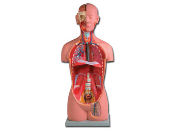 TORSO UNI SEX - 16 hlutar - 40003