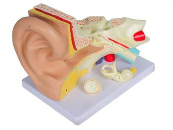 VALUE EAR - 3 parts - 3X - 40038