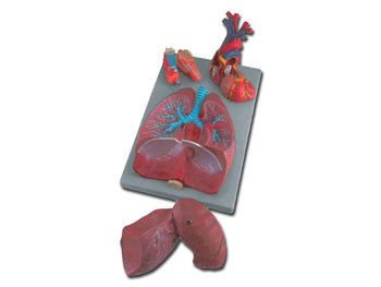 RESPIRATORY SYSTEM - 7 hlutar - 40050