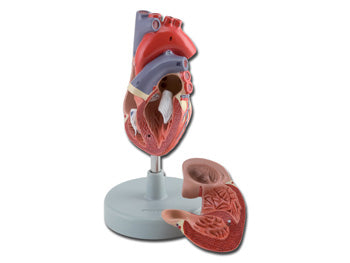 HEART - 2 hlutar - 1X - 40071