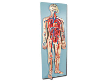 VASCULAR SYSTEM - 2 hlutar - 0,5X - 40075