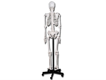 VALUE HUMAN SKELETON - 40119