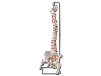 FLEKSÍBÍL BEINARÖR - með lærbeinahettum + opin sacrum - 40132