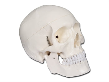 MANNLEGA HÖFUÐKÚPA - 1X - 3 hlutar - númerað - 40155