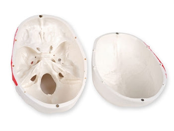 VALUE HUMAN SKULL - 1X - 3 parts - numerated - 40156