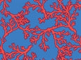 Skurðhúfa - Coral - L