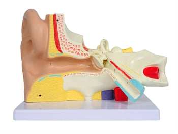 VALUE EAR - 3 parts - 3X - 40038