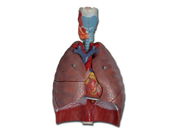 RESPIRATORY SYSTEM - 7 hlutar - 40050