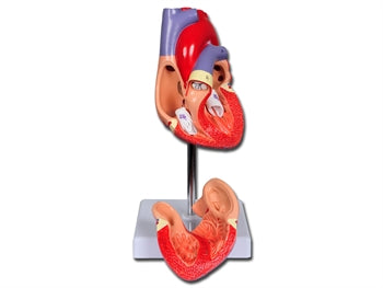 VALUE HEART - 2 hlutar - 1X - 40069