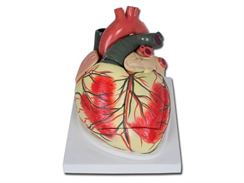VALUE HEART - 3 hlutar - 3X - 40070
