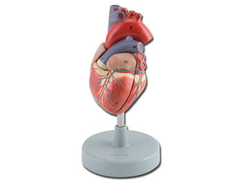 HEART - 2 hlutar - 1X - 40071