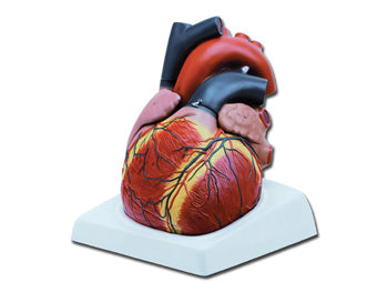 HEART - 4 hlutar - 3X - 40072