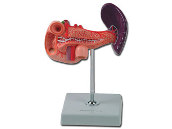 PANCREAS, DUODENUM OG SPLEEN - 40086
