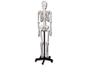VALUE HUMAN SKELETON - 40119