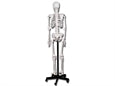Mannslíkan í fullri stærð – mynd 2