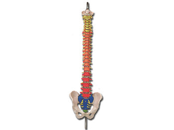 HRYGGUR með litakóðuðum svæðum - 40133