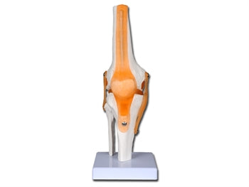 MANNLEGA HÖFUÐKÚPA - 1X - 3 hlutar - 40144