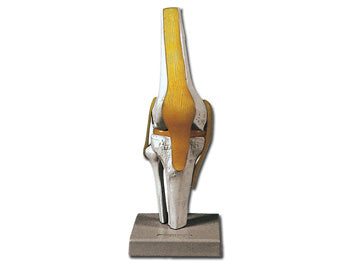 MANNLEGA HÖFUÐKÚPA - 1X - 3 hlutar - litað - 40145