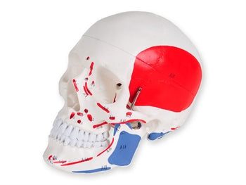 VALUE HUMAN SKULL - 1X - 3 parts - numerated - 40156