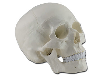 HUMAN SKULL - 1X - 3 parts - 40160
